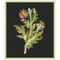Nodding Thistle Plant by Mary Delany Counted Cross Stitch Pattern